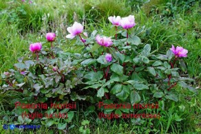 Paeonia morisii (Peonia sardo-corsa): piante a foglie lucide (sn) e a foglie tomentose (dx)