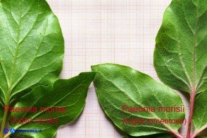 Paeonia morisii (Peonia sardo-corsa): esempio di foglia lucida (sn) e foglia tomentosa (dx)