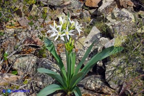 Pancratium illyricum (Pancrazio, Giglio stella)
