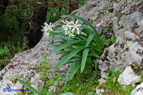Pancratium illyricum (Pancrazio, Giglio stella)