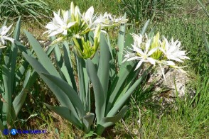 Pancratium illyricum (Pancrazio, Giglio stella)