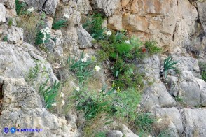 Pancratium illyricum (Pancrazio, Giglio stella)