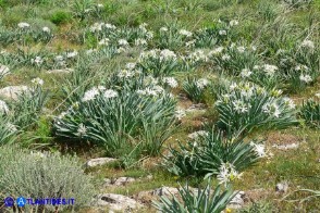 Pancratium illyricum (Pancrazio, Giglio stella)
