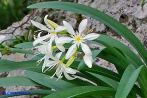 Pancratium illyricum (Pancrazio, Giglio stella)