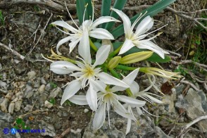 Pancratium illyricum (Pancrazio, Giglio stella)