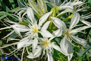 Pancratium illyricum (Pancrazio, Giglio stella)