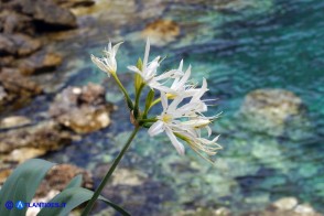 Pancratium illyricum (Pancrazio, Giglio stella)