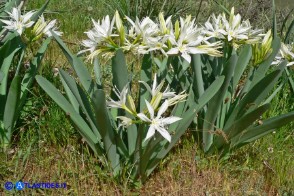 Pancratium illyricum (Pancrazio, Giglio stella)