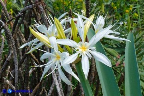 Pancratium illyricum (Pancrazio, Giglio stella)