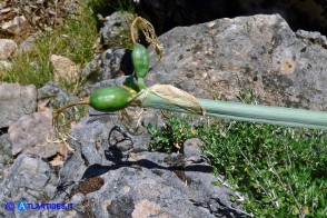 Pancratium illyricum (Pancrazio, Giglio stella): i frutti