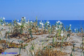 Pancratium maritimum (Giglio marino)