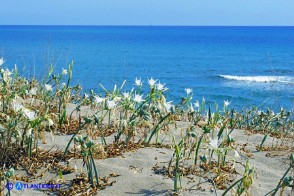 Pancratium maritimum (Giglio marino)