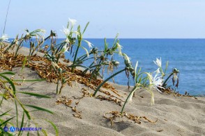 Pancratium maritimum (Giglio marino)