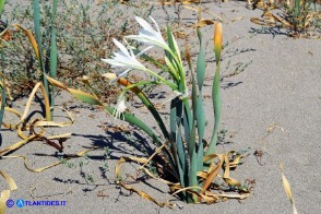 Pancratium maritimum (Giglio marino)