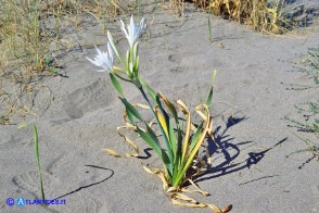 Pancratium maritimum (Giglio marino)