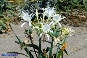 Pancratium maritimum (Giglio marino)