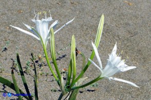 Pancratium maritimum (Giglio marino)