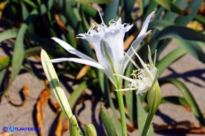 Pancratium maritimum (Giglio marino)