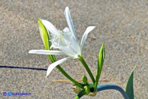 Pancratium maritimum (Giglio marino)