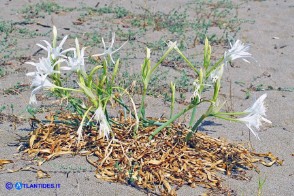 Pancratium maritimum (Giglio marino)