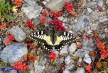 Papilio hospiton (Ospitone)