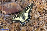 Papilio hospiton (Ospitone)