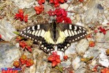 Papilio hospiton (Ospitone)
