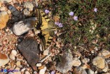 Papilio machaon (Macaone)