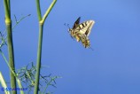 Papilio machaon (Macaone)