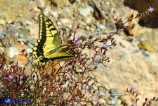 Papilio machaon (Macaone)