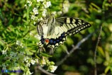 Papilio machaon (Macaone)