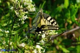 Papilio machaon (Macaone)