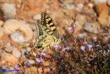Papilio machaon (Macaone)