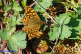 Pararge aegeria (Satiro maculato)