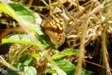 Pararge aegeria (Satiro maculato)