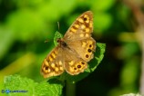 Pararge aegeria (Satiro maculato)