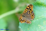 Pararge aegeria (Satiro maculato)