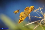 Pararge aegeria (Satiro maculato)