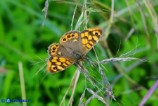 Pararge aegeria (Satiro maculato)