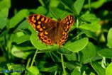 Pararge aegeria (Satiro maculato)