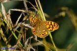Pararge aegeria (Satiro maculato)