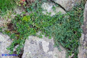 Paronychia polygonifolia (Paronichia a foglie di poligono)
