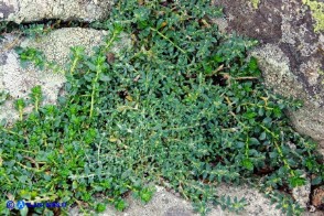 Paronychia polygonifolia (Paronichia a foglie di poligono)