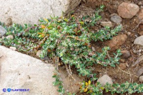 Paronychia polygonifolia (Paronichia a foglie di poligono)