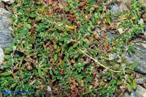 Paronychia polygonifolia (Paronichia a foglie di poligono)