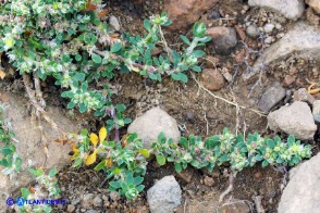 Paronychia polygonifolia (Paronichia a foglie di poligono)