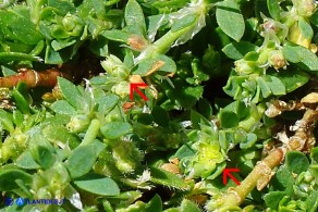 Paronychia polygonifolia (Paronichia a foglie di poligono)
