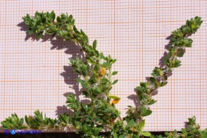 Paronychia polygonifolia (Paronichia a foglie di poligono)
