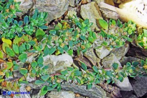 Paronychia polygonifolia (Paronichia a foglie di poligono)