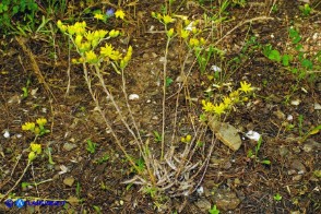 Petrosedum amplexicaule subsp. anomalum (Borracina amplessicaule)